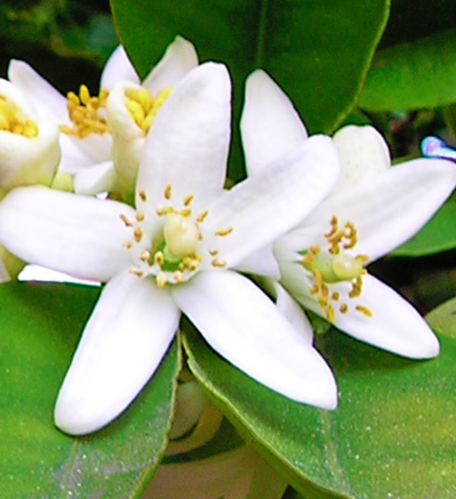 オレンジの花の花言葉と誕生花 花の持つ言葉