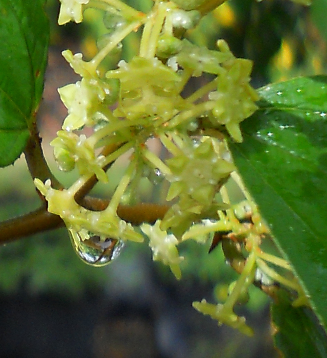 ナツメ 棗 夏芽 の花言葉と誕生花 花の持つ言葉