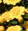 黄色のキク （菊）の写真