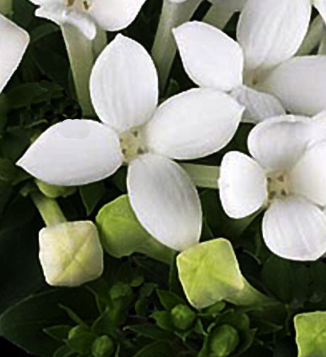 白色のブバルディアの花言葉と誕生花 花の持つ言葉