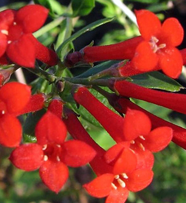 赤色のブバルディアの花言葉と誕生花 花の持つ言葉
