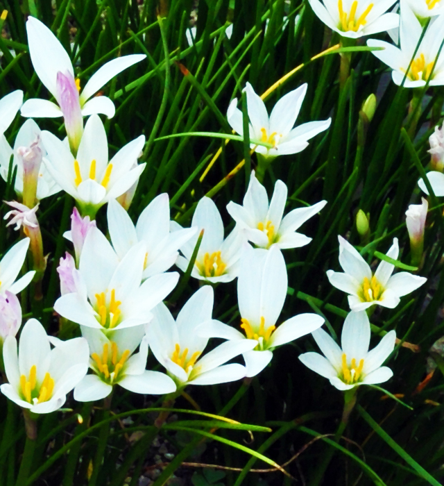 タマスダレ 玉簾 の花言葉と誕生花 花の持つ言葉