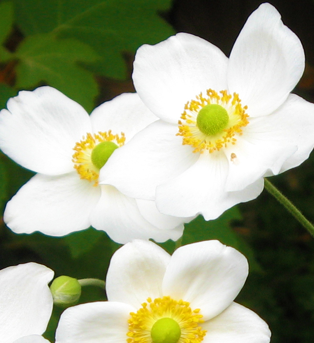 シュウメイギク（秋明菊）の写真