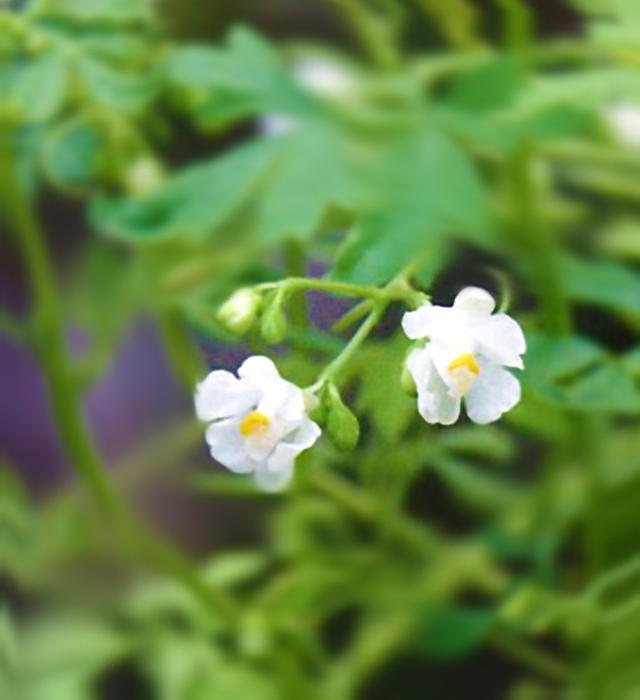 フウセンカズラ 風船蔓 の花言葉と誕生花 花の持つ言葉