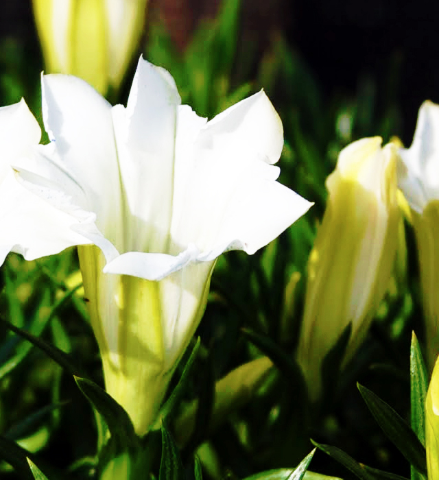 白色のリンドウ 竜胆 の花言葉と誕生花 花の持つ言葉