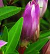 紫色のリンドウ(竜胆)の写真