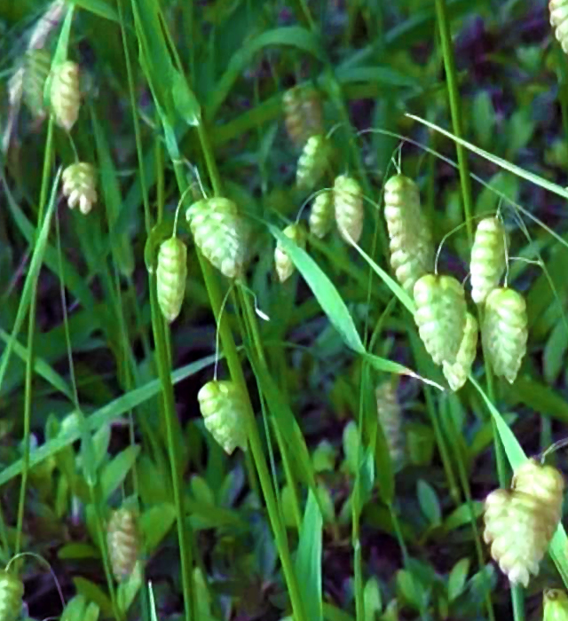 コバンソウ（小判草）の写真