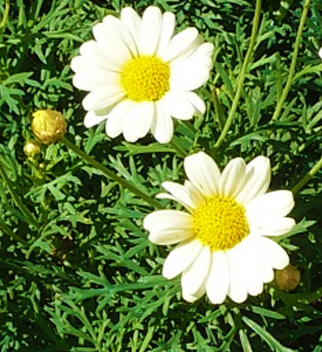 シロバナムシヨケギク（白花虫除菊）の写真