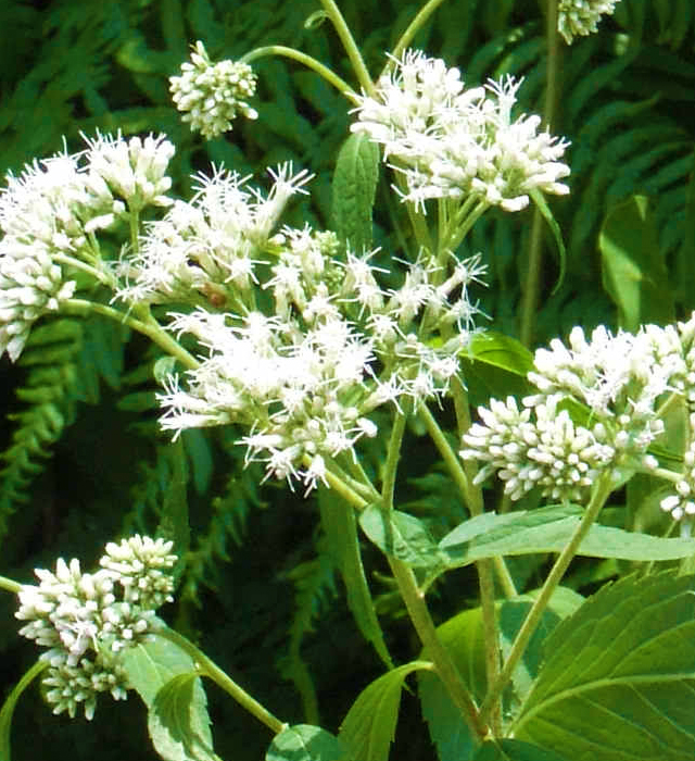 ヒヨドリバナ 鵯花 の花言葉と誕生花 花の持つ言葉