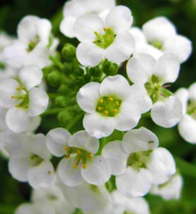 スイートアリッサムの花言葉と誕生花 花の持つ言葉