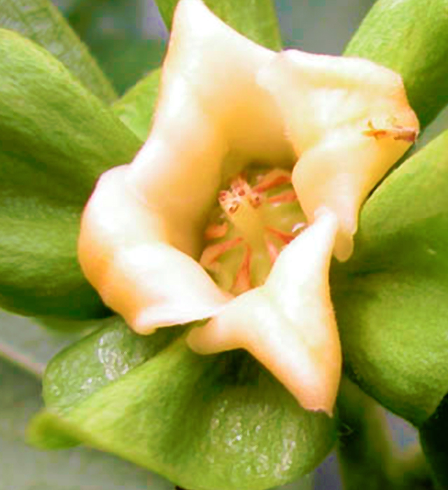 カキノキ 柿の木 の花言葉と誕生花 花の持つ言葉