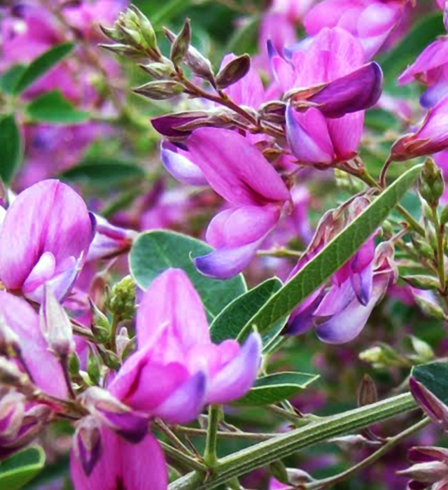 ハギ 萩 の花言葉と誕生花 花の持つ言葉