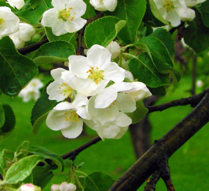 リンゴ（林檎）の花の写真