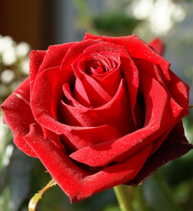 赤色のバラ（薔薇）の写真