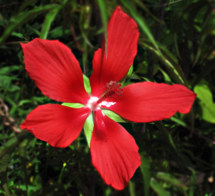 モミジアオイ 紅葉葵 の花言葉と誕生花 花の持つ言葉