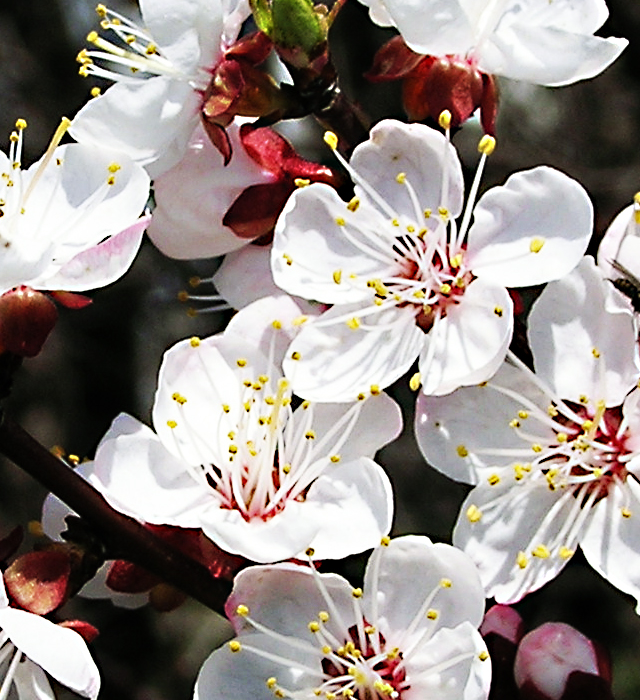 75 アプリコット 花 言葉 すべての美しい花の画像