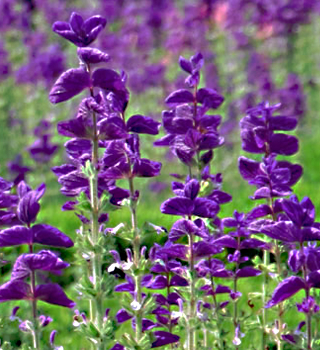 ペインテッドセージ 紫サルビア の花言葉と誕生花 花の持つ言葉