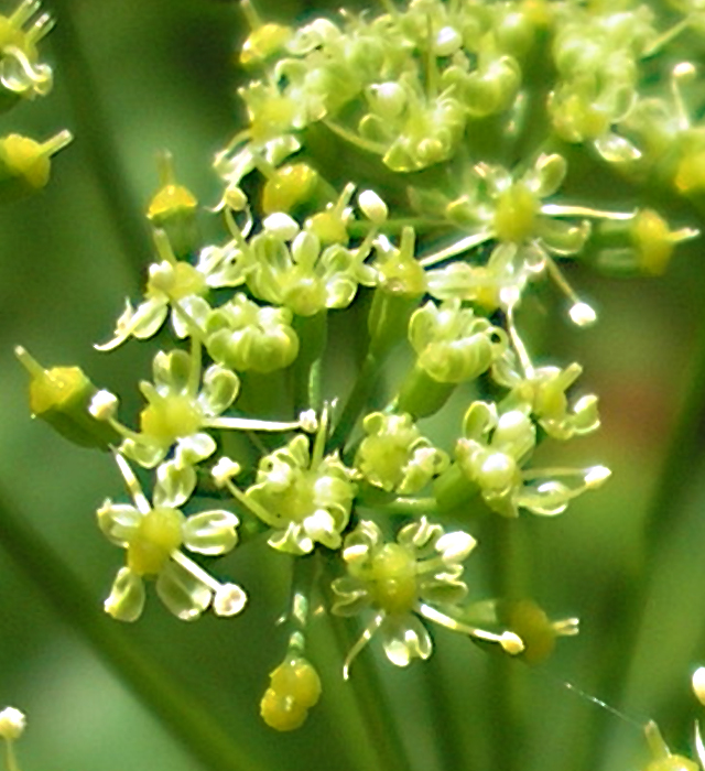 パセリの花言葉と誕生花 花の持つ言葉