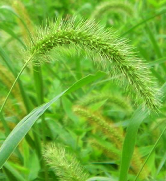 エノコログサ 狗尾草 の花言葉と誕生花 花の持つ言葉