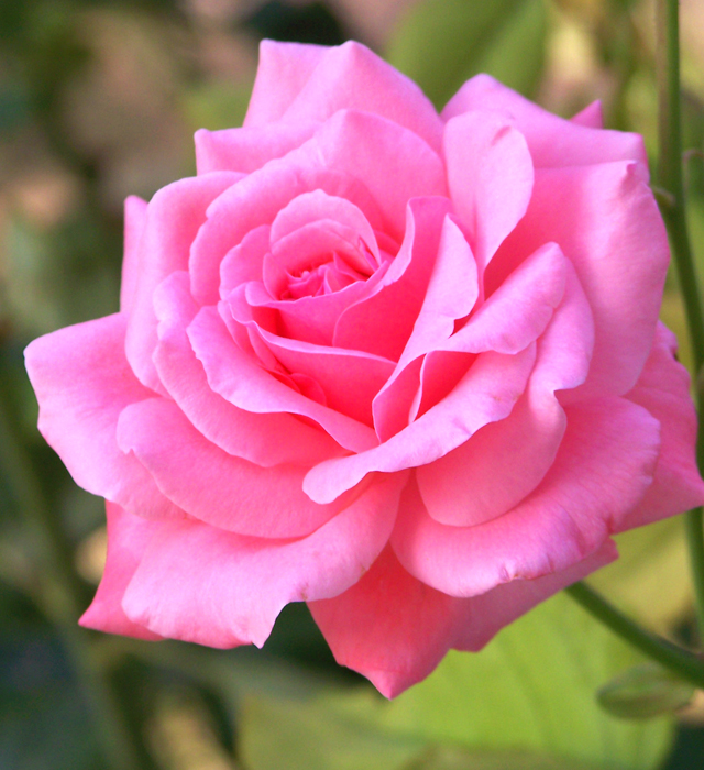 ピンク色のバラ 薔薇 の花言葉と誕生花 花の持つ言葉