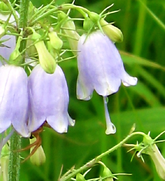 ツリガネニンジン 釣鐘人参 の花言葉と誕生花 花の持つ言葉