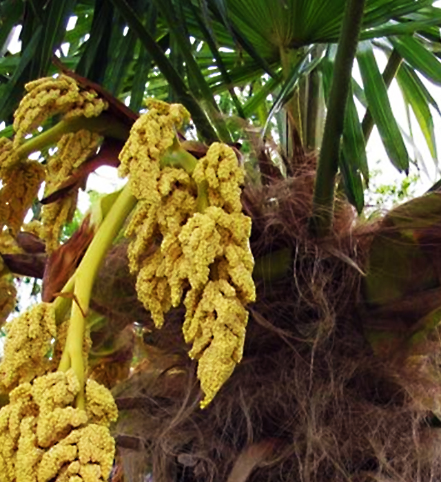 シュロ 棕櫚 棕梠 椶櫚 の花言葉と誕生花 花の持つ言葉