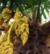 シュロ（棕櫚、棕梠、椶櫚）の写真