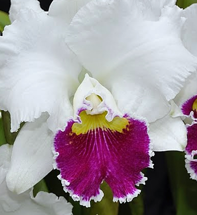 カトレアの花言葉と誕生花 花の持つ言葉