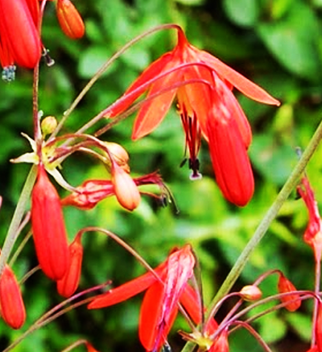 ベッセラエレガンスの花言葉と誕生花 花の持つ言葉