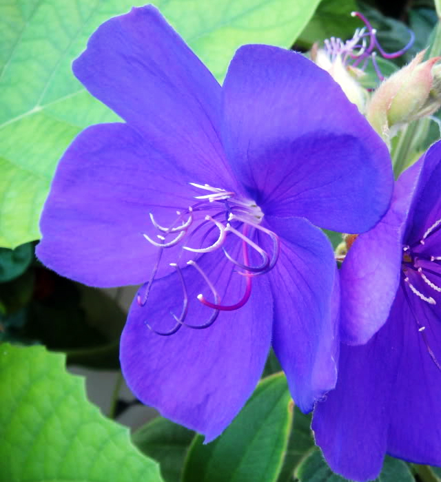 シコンノボタン 紫紺野牡丹 の花言葉と誕生花 花の持つ言葉