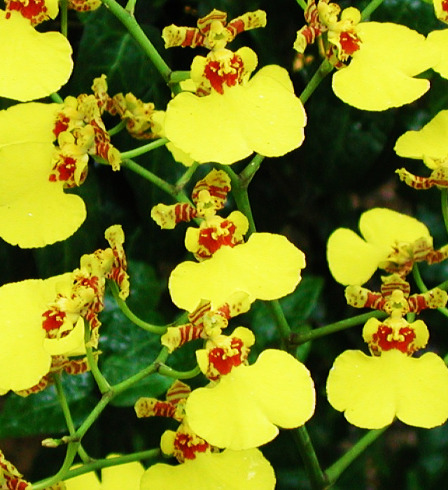 オンシジュームの花言葉と誕生花 花の持つ言葉