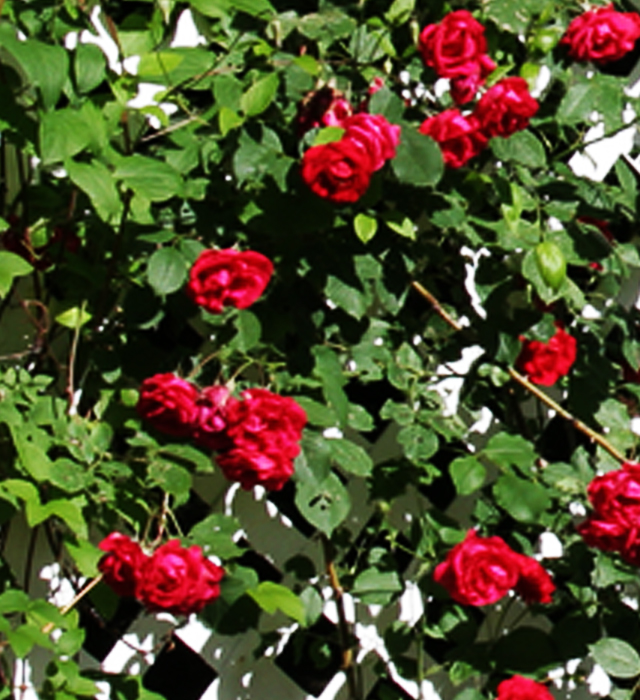 ツルバラ 蔓薔薇 の花言葉と誕生花 花の持つ言葉