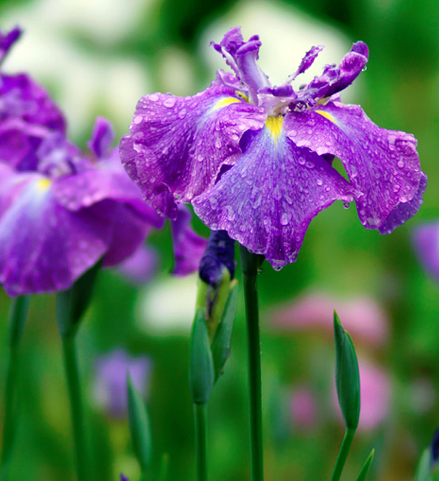 ハナショウブ（花菖蒲）の写真