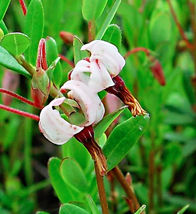 ツルコケモモ 蔓苔桃 の花言葉と誕生花 花の持つ言葉