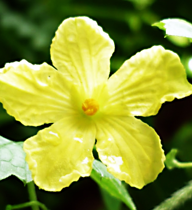 ツルレイシ 蔓茘枝 ニガウリ 苦瓜 の花言葉と誕生花 花の持つ言葉