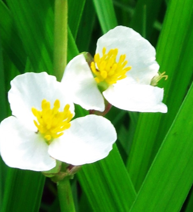 オモダカ 沢瀉 澤瀉 面高 の花言葉と誕生花 花の持つ言葉