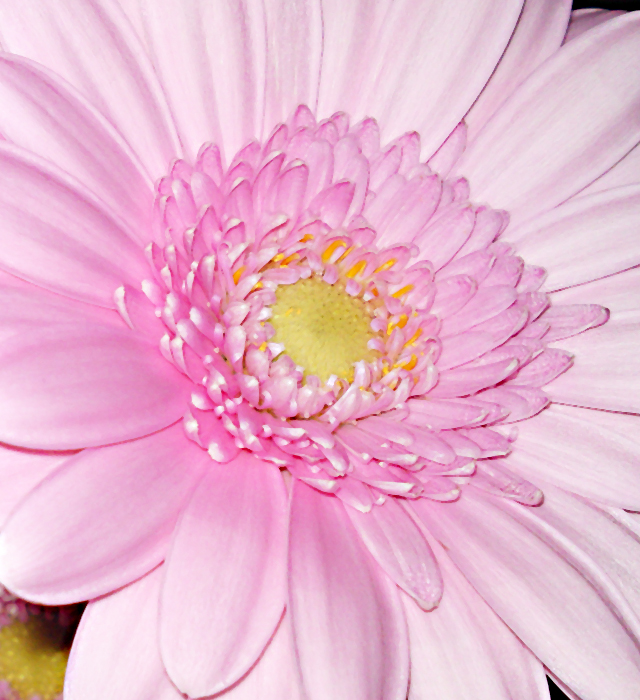 ピンク色のガーベラの花言葉と誕生花 花の持つ言葉