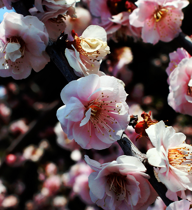 ウメ 梅 の花言葉と誕生花 花の持つ言葉