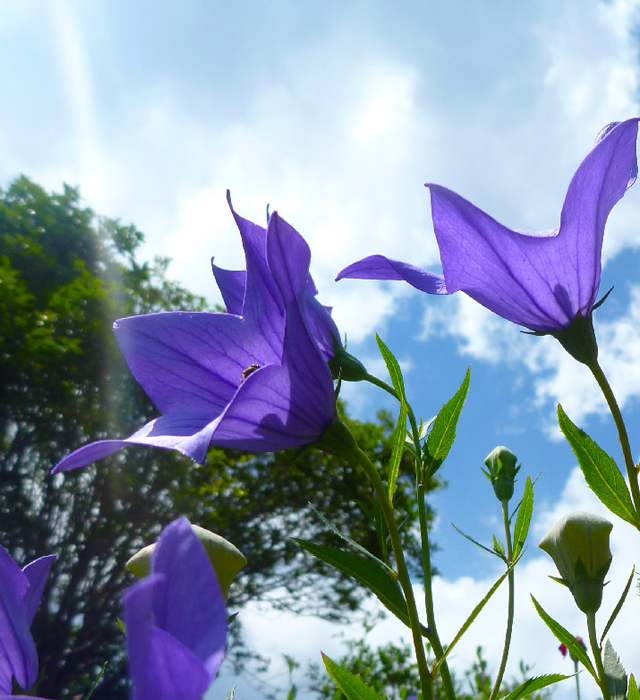 キキョウ 桔梗 の花言葉と誕生花 花の持つ言葉