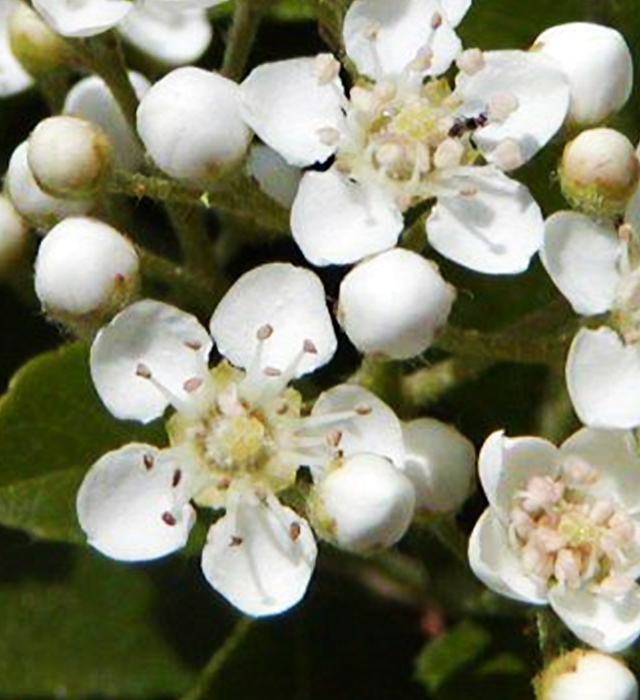 ピラカンサスの花言葉と誕生花 花の持つ言葉