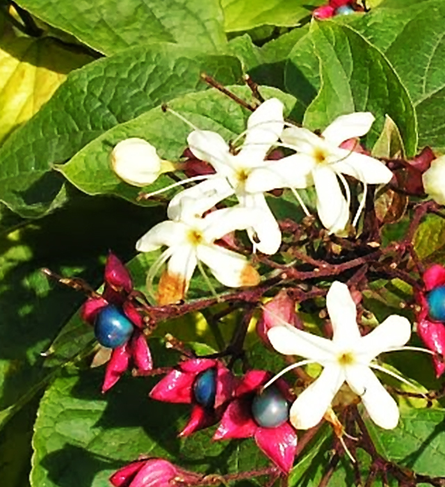 クサギ 臭木 の花言葉と誕生花 花の持つ言葉