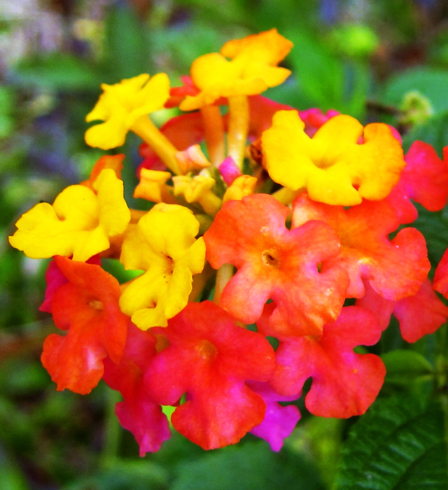 ランタナの花言葉と誕生花 花の持つ言葉