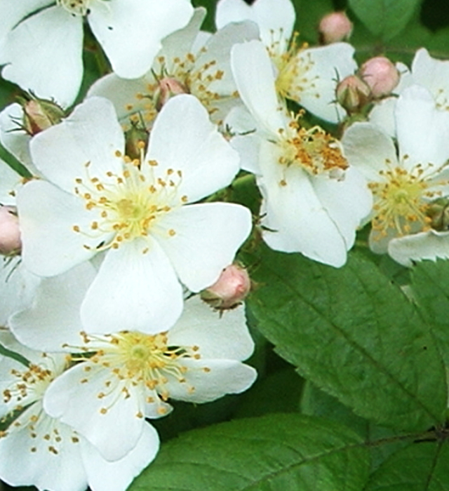 ノイバラ 野茨 の花言葉と誕生花 花の持つ言葉