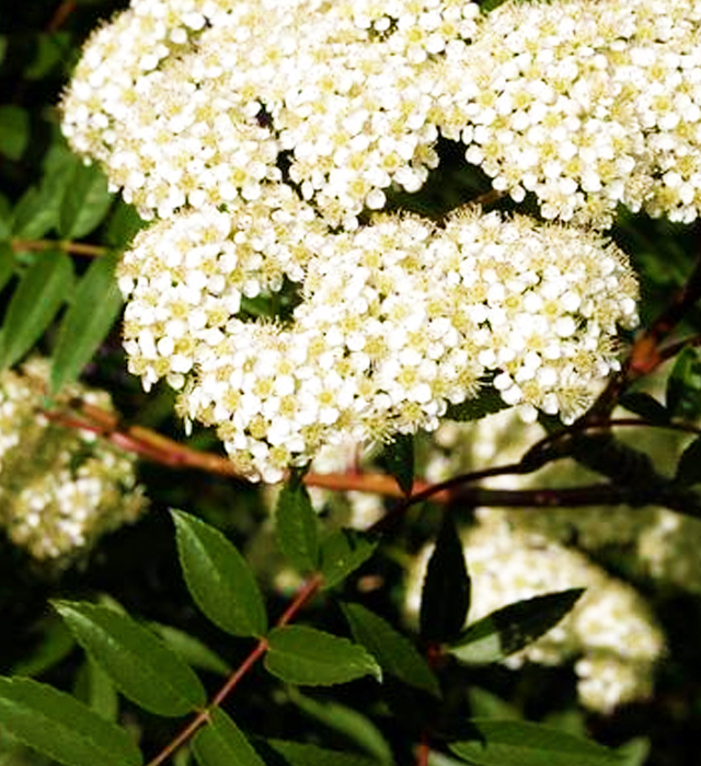 ナナカマド 七竈 の花言葉と誕生花 花の持つ言葉