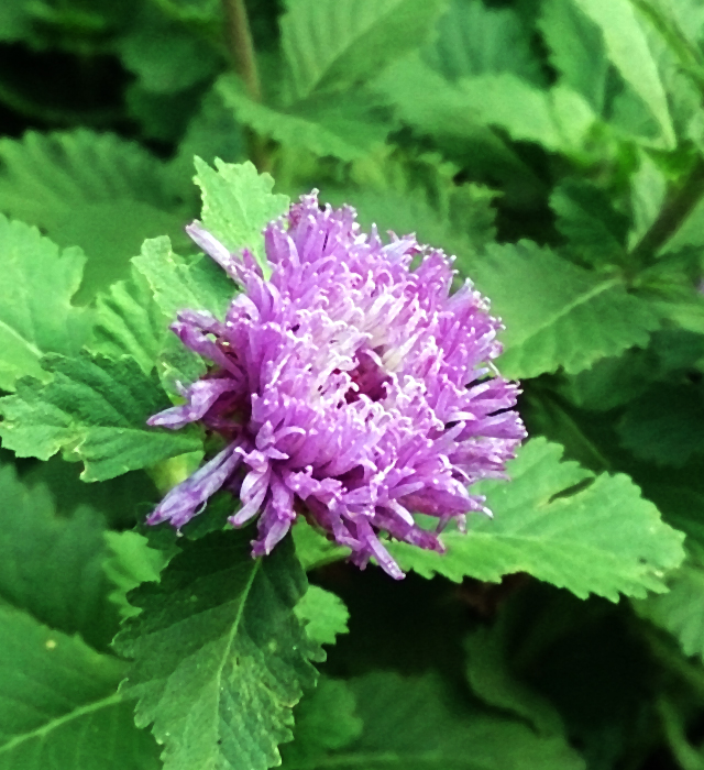 ムラサキルーシャンの花言葉と誕生花 花の持つ言葉