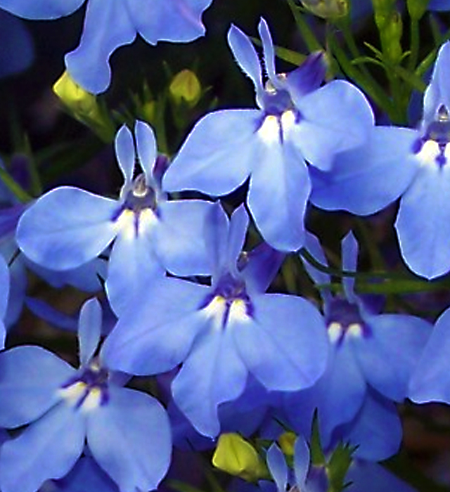 ルリミゾカクシ 瑠璃溝隠 の花言葉と誕生花 花の持つ言葉