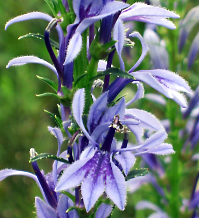 花には様々な花言葉が付けられています。サワギキョウ（沢桔梗）の花言葉はどんな言葉が付けられているのでしょうか？