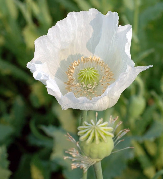 白色のケシ 芥子 の花言葉と誕生花 花の持つ言葉