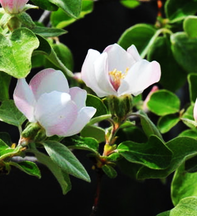 カリン 花梨 の花言葉と誕生花 花の持つ言葉