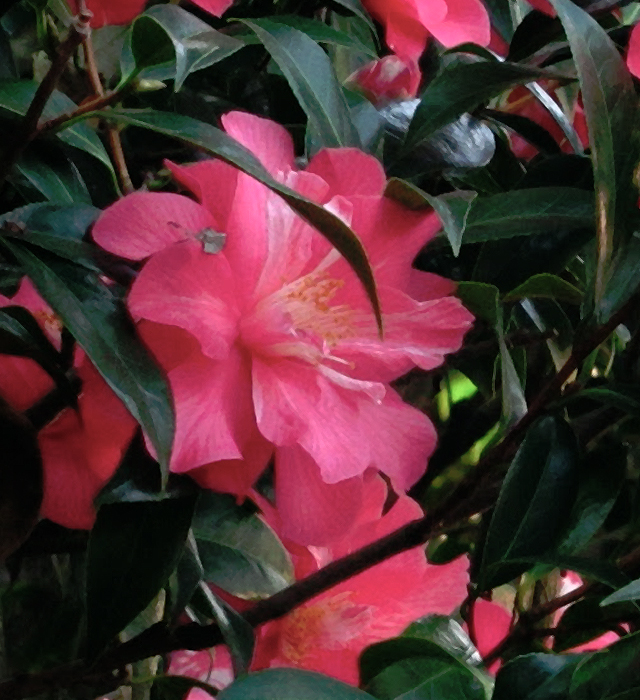 サザンカ 山茶花 の花言葉と誕生花 花の持つ言葉